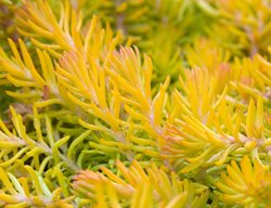 Sedum Rupestre, Angelina, Groundcover
Alamy Stock Photo
Brooklyn, NY