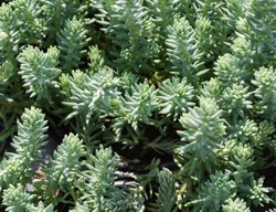 Sedum Rupestre, Sedum Reflexum, Blue Spruce, Stonecrop
Millette Photomedia
