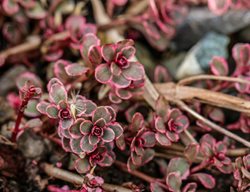 Sedum Spurium, Dragon’s Blood Sedum, Red Plant
Shutterstock.com
New York, NY