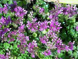 Sedum Spurium, John Creech, Purple Flower
Shutterstock.com
New York, NY