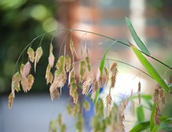 Seed Heads, Northern Sea Oats
Julie Moir Messervy Design Studio
Saxtons River, VT