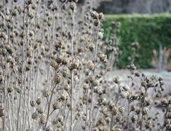 Seedhead Of Rose Of Sharon
Garden Design
Calimesa, CA