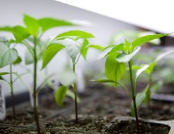 Seedlings In Tray, Growing From Seed
Shutterstock.com
New York, NY