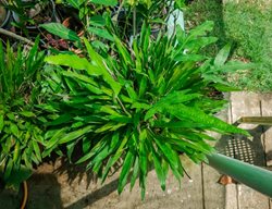 Seersucker Sedge, Carex Plantaginea
Shutterstock.com
New York, NY