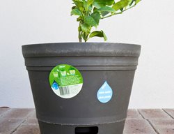 Self-Watering Pot, Potted Plant
Alamy Stock Photo
Brooklyn, NY