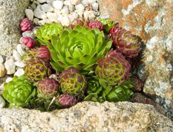 Sempervivum, Hens And Chicks
Garden Design
Calimesa, CA