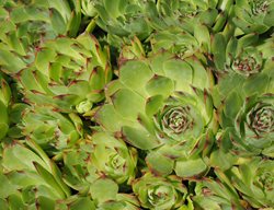 Sempervivum, Hens And Chicks, Succulent
Pixabay
