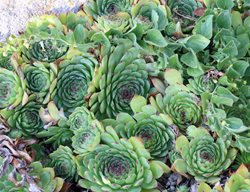 Sempervivum, Hens And Chicks, Succulent
Shutterstock.com
New York, NY