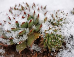Sempervivum In Snow, Hardy Succulent
Shutterstock.com
New York, NY