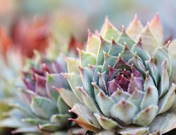 Sempervivum Succulent, Sunset Succulent
Shutterstock.com
New York, NY