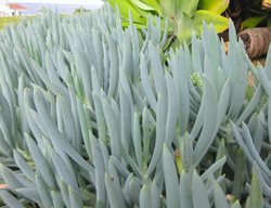 Senecio, Blue Chalksticks, Groundcover, Succulent
Shutterstock.com
New York, NY