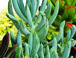Senecio Mandraliscae
Garden Design
Calimesa, CA