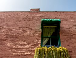 Senecio Radicans, Window Box
Succulent Cafe (Peter Loyola)
Oceanside, CA