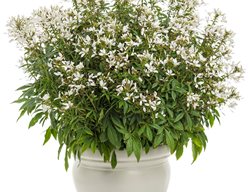 Senorita Blanca Cleome, Cleome Hassleriana, Spider Flower
Proven Winners
Sycamore, IL