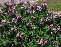 Senorita Rosalita Cleome, Cleome Hybrid
Proven Winners
Sycamore, IL