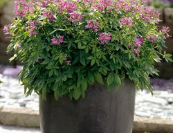 Senorita Rosalita In Container, Pink Cleome
Proven Winners
Sycamore, IL