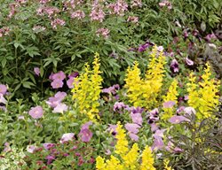 Senorita Rosalita In Garden, Senorita Rosalita Flower
Proven Winners
Sycamore, IL