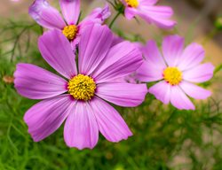 Sensation Cosmos, Cosmos Bipinnatus, Pink Cosmos
Shutterstock.com
New York, NY
