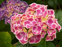 Sensation Hydrangea, Hydrangea Macrophylla
Garden Design
Calimesa, CA