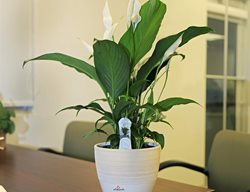 Sensation Peace Lily, Spathiphyllum Wallisii
Costa Farms
Miami, FL
