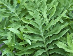 Sensitive Fern, Onoclia Sensibilis
Shutterstock.com
New York, NY
