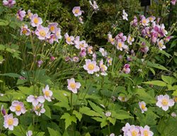 September Charm Anemone
Shutterstock.com
New York, NY
