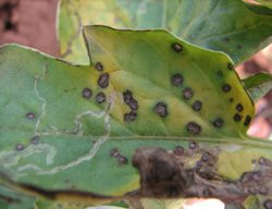 Septoria Leaf Spot, Septoria Infection On Tomato Leaf
Shutterstock.com
New York, NY