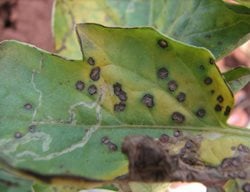 Septoria Leaf Spot, Septoria Infection On Tomato Leaf
Shutterstock.com
New York, NY
