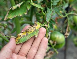 Septoria Leaf Spot, Tomato Leaves
Shutterstock.com
New York, NY