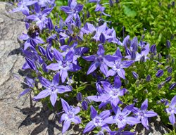 Serbian Bellflower, Campanula Poscharskyana
Shutterstock.com
New York, NY