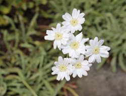 Serbian Yarrow, Achillea Serbica
Shutterstock.com
New York, NY