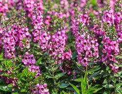 Serena Purple Angelonia, Angelonia Angustifolia
Shutterstock.com
New York, NY