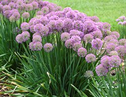 Serendipity Allium, Allium 
Proven Winners
Sycamore, IL