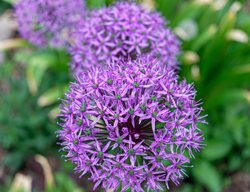 Serendipity Allium
Shutterstock.com
New York, NY