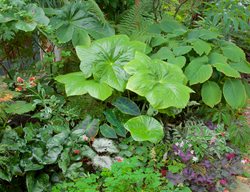 Serene Shade Garden Border, Shades Of Green Plants
Garden Design
Calimesa, CA