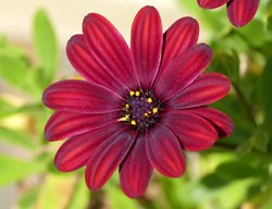 Serenity Red African Daisy, Red Flower, Osteospermum Ecklonis
Flickr
