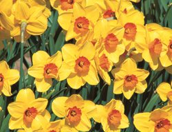 Serola Daffodil, Narcissus Serola
Brent and Becky's Bulbs
Gloucester, VA