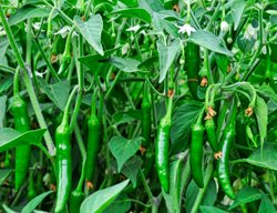 Serrano Pepper Plant, Serrano Peppers
Shutterstock.com
New York, NY