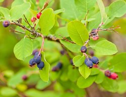 Serviceberry, Amelanchier Alnifolia
Shutterstock.com
New York, NY