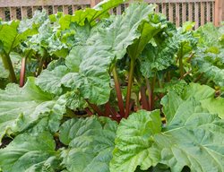 Set Out Asparagus And Rhubarb
Garden Design
Calimesa, CA
