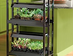 Set Up An Indoor Garden
Garden Design
Calimesa, CA