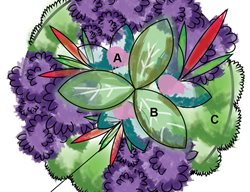 Shade Container, Planting Diagram
Garden Design
Calimesa, CA