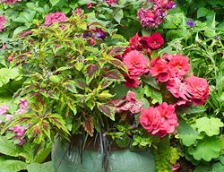 Shade Container Plants
Janet Loughrey
