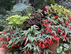 Shade Deck Box With Begonia
Garden Design
Calimesa, CA
