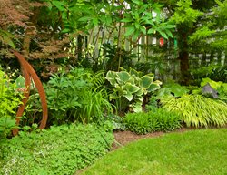 Shade Garden Border, Shade Garden
Garden Design
Calimesa, CA
