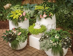 Shade Garden Containers
Proven Winners
Sycamore, IL