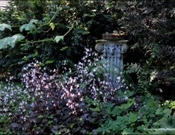 Shade Garden
Garden Design
Calimesa, CA