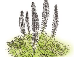 Shade Plant, Acanthus, Drawing
Garden Design
Calimesa, CA