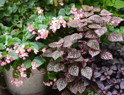 Shade Plant Combination, Begonia With Hypoestes And Alternanthera
Garden Design
Calimesa, CA