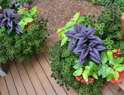 Shade Plant Container Combo, Persian Shield, Begonia, And Coleus
Garden Design
Calimesa, CA